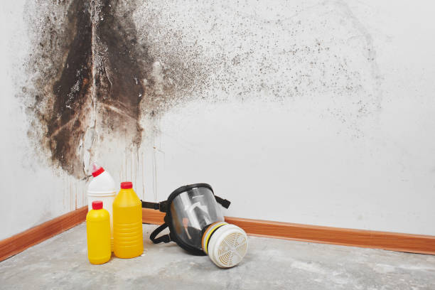 Best Mold Remediation Experts  in Mullens, WV