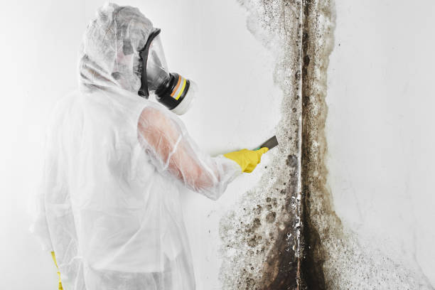 Certified Mold Removal in Mullens, WV