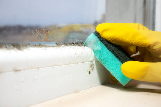 Trusted Mullens, WV Mold Removal Experts