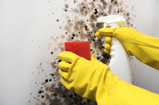 Best Certified Mold Removal  in Mullens, WV