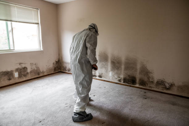Best Residential Mold Removal  in Mullens, WV