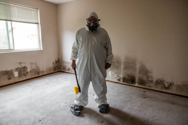 Professional Mold Removal in Mullens, WV